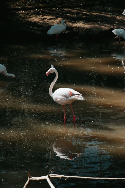 Free A graceful flamingo stands in sunlight reflecting on water in a Hungarian wildlife park. Stock Photo