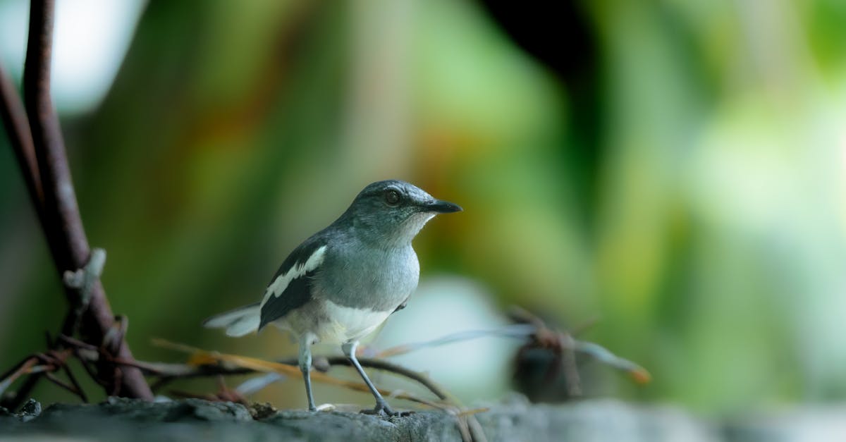 OPPO Find X9 Ultra傳國際版將上市,疑雙潛望鏡鏡頭配置曝光