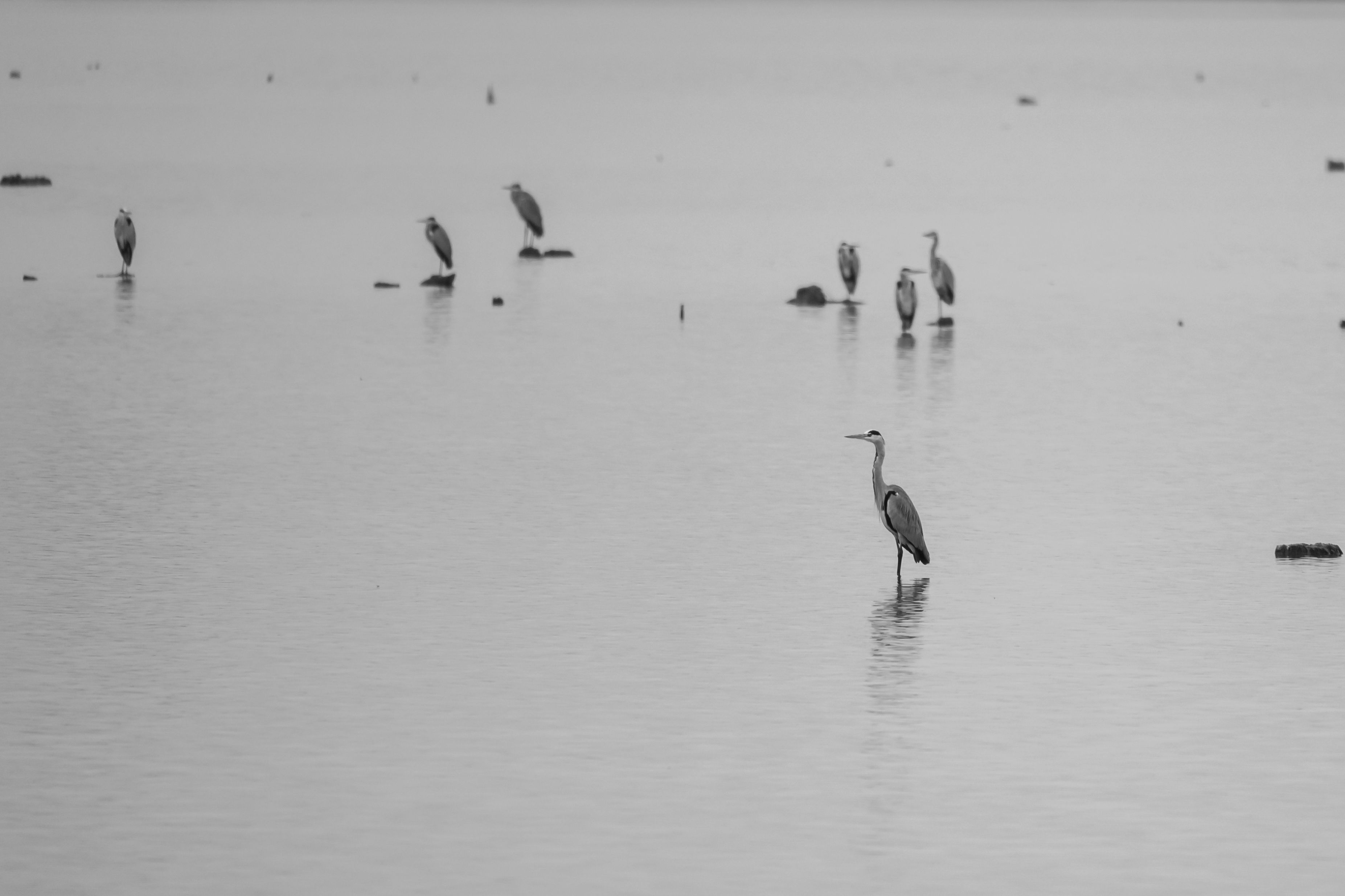 Black and white image of herons standing in peaceful water in Garešnica, Croatia.