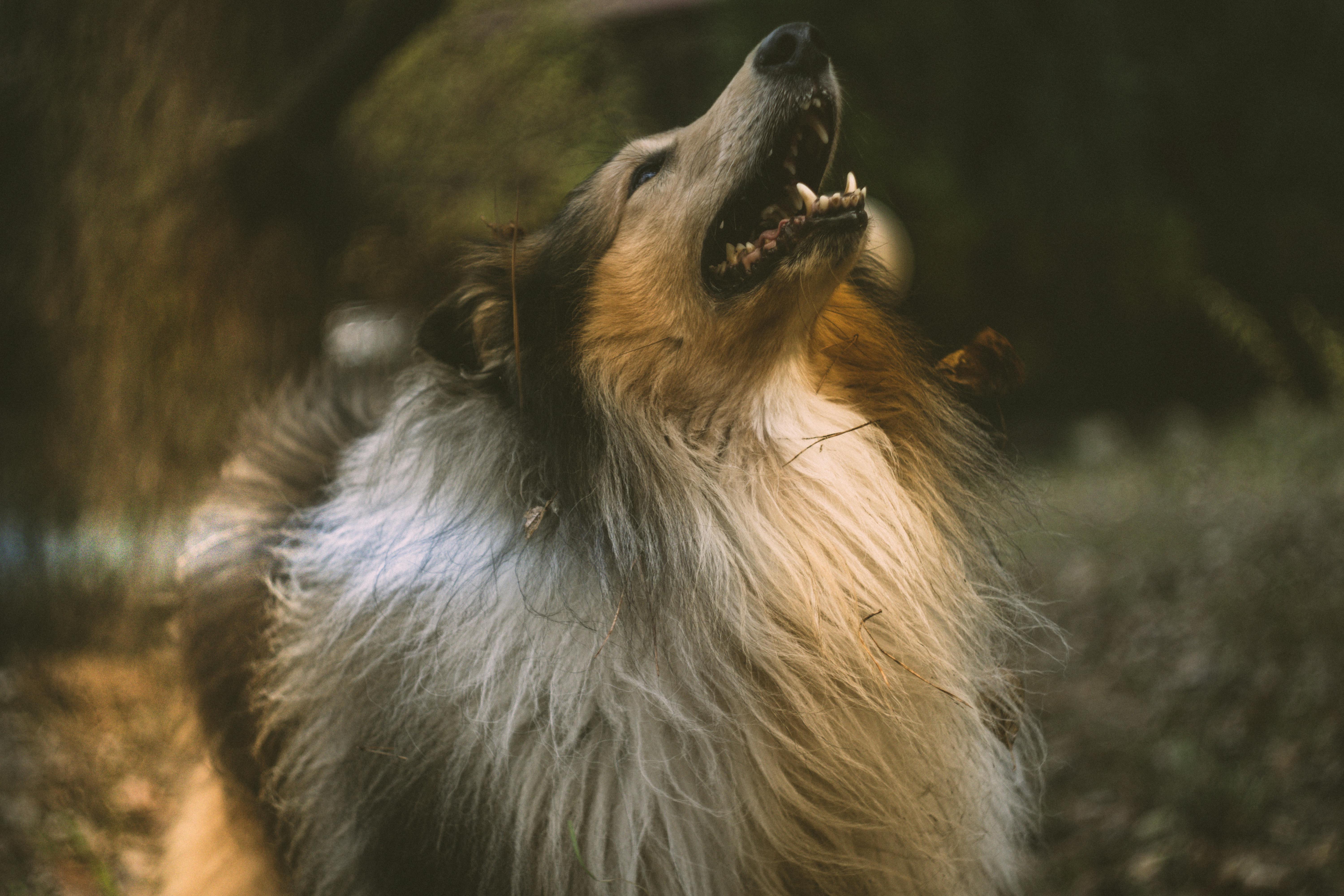 Dogs as Lifestyle Companions: What This Means for Brands &amp; Retailers — Photo by Jędrzej Koralewski on Pexels