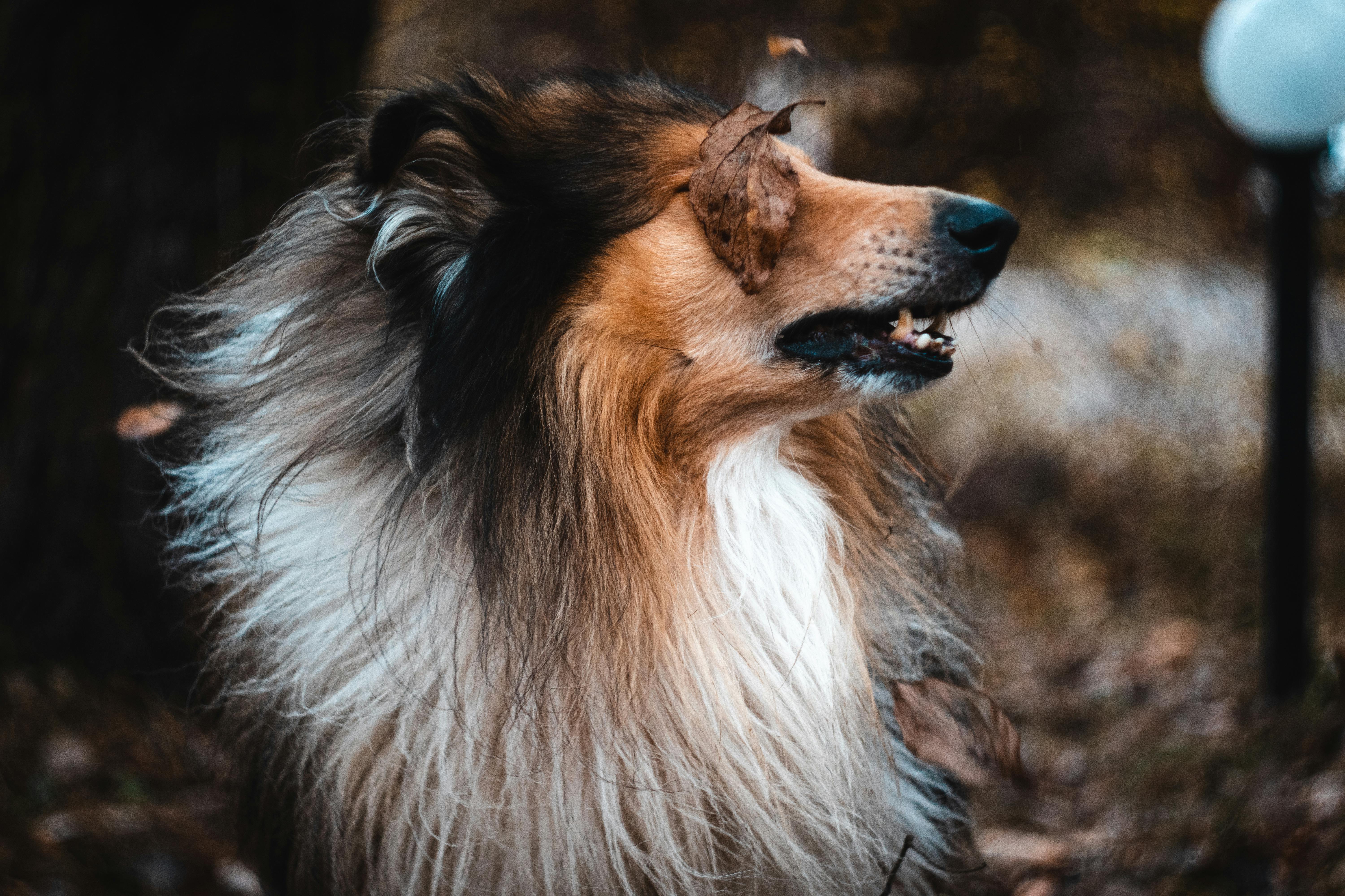 Creștere a consumului intern de energie și a importurilor în România