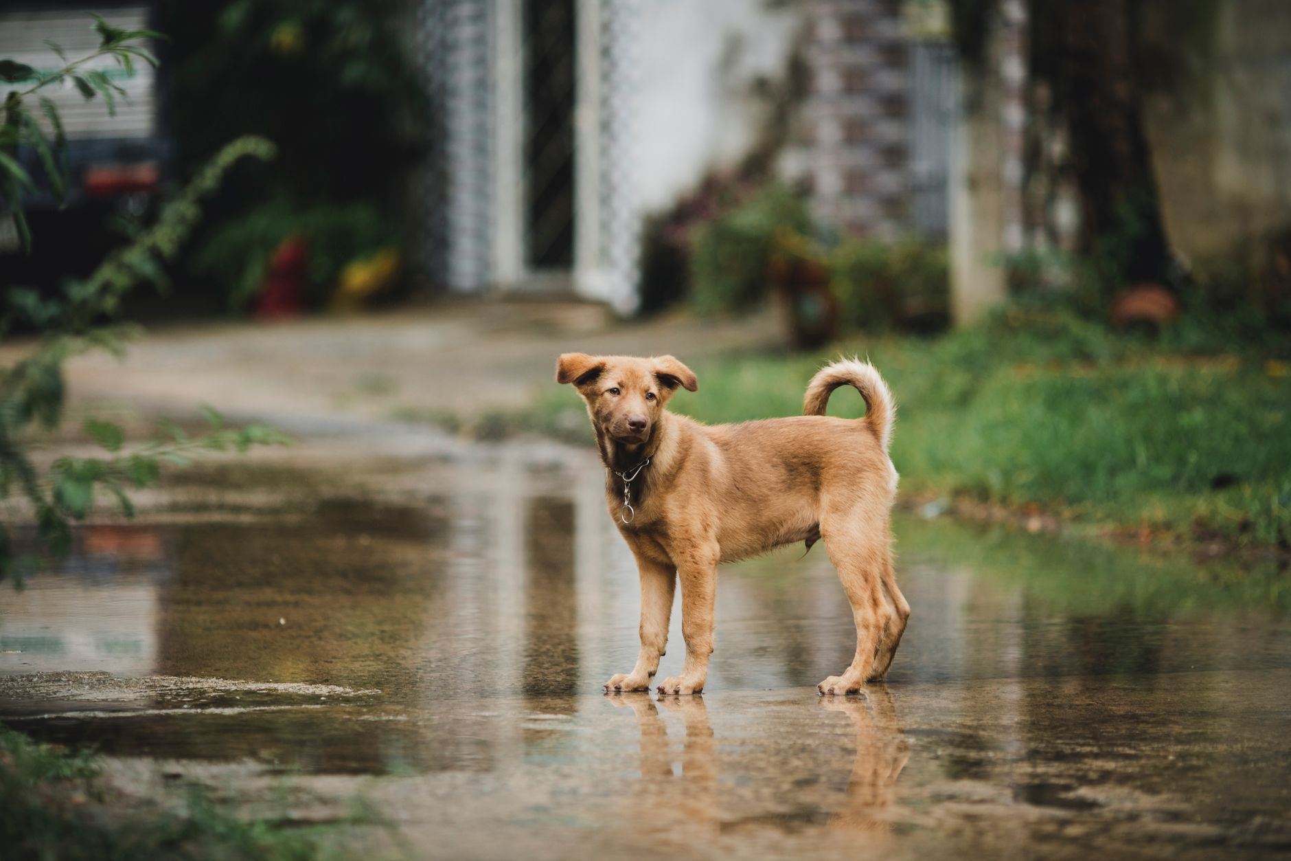 Will My Dog Be Calmer After Neutering? The Truth About Hormones vs. Habits