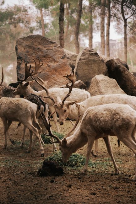 A herd of deer with antlers grazing in a serene woodland environment.