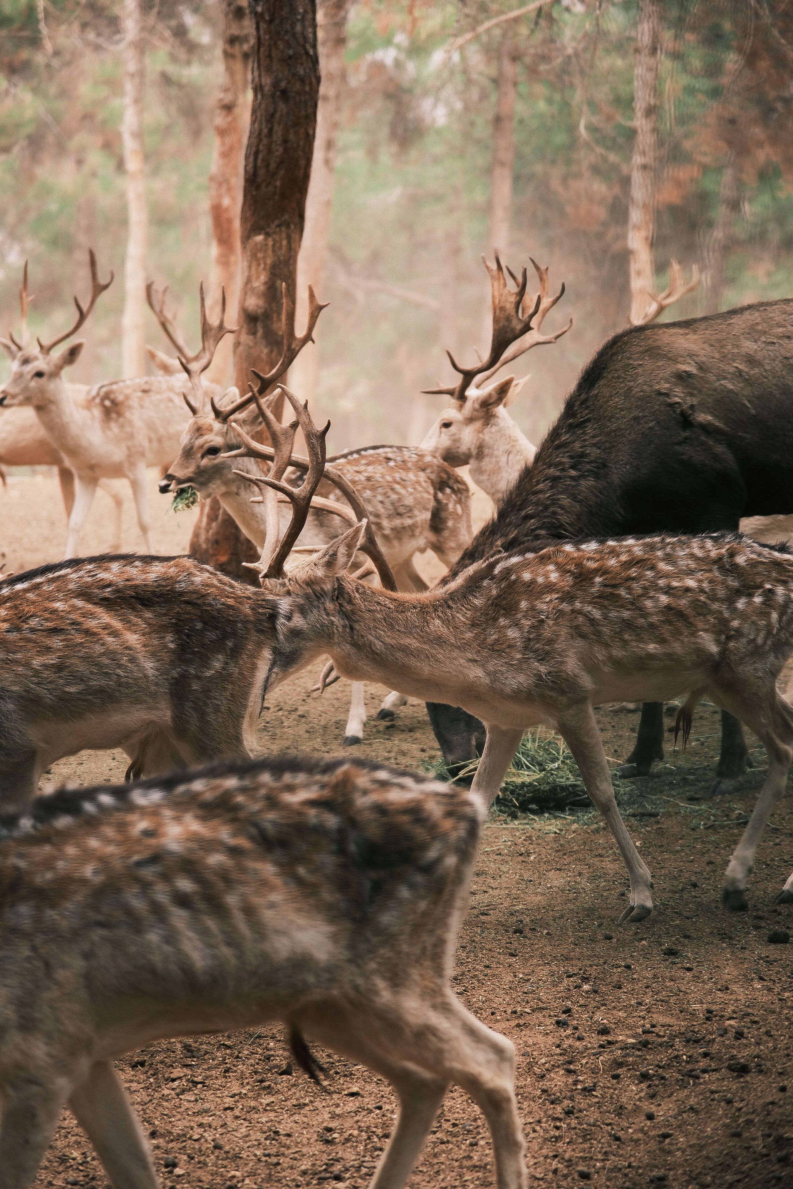Group of deer with antlers in a serene forest setting during daytime.