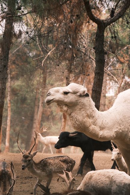 A serene scene of a camel and deer grazing in a forest setting.