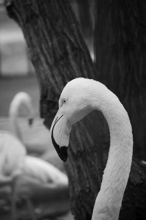 Free Elegant black and white flamingo portrait with natural grace. Stock Photo