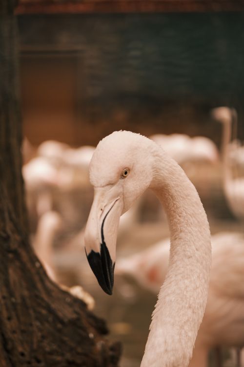 Free Elegant pink flamingo close-up with blurred background, showcasing its graceful neck and distinct features. Stock Photo