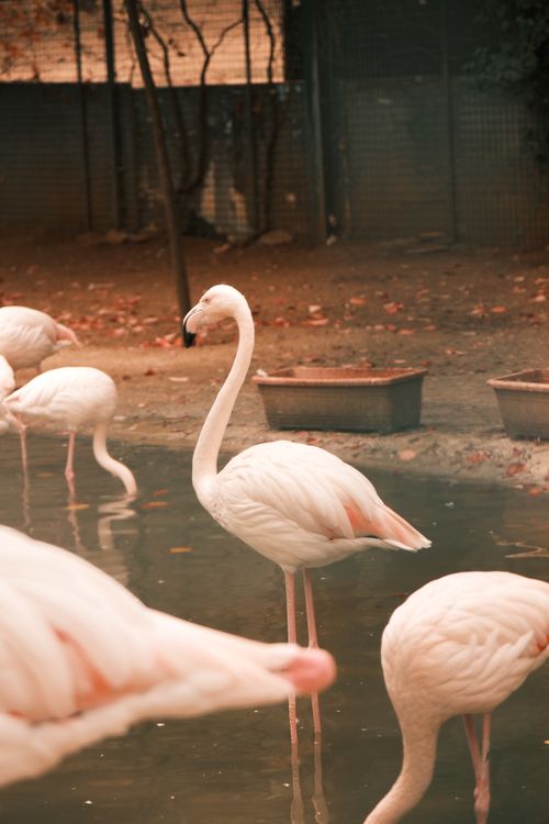 Free Graceful flamingos standing in a serene water habitat, showcasing natural beauty. Stock Photo