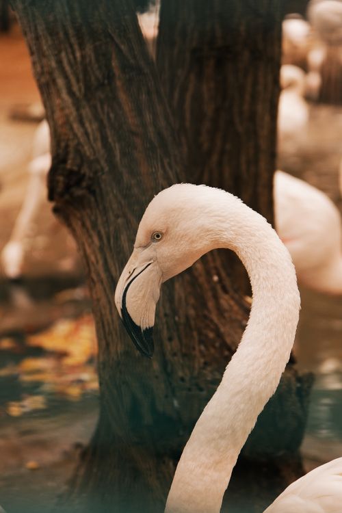 Free A graceful flamingo captured in a serene natural habitat, highlighting its beauty. Stock Photo