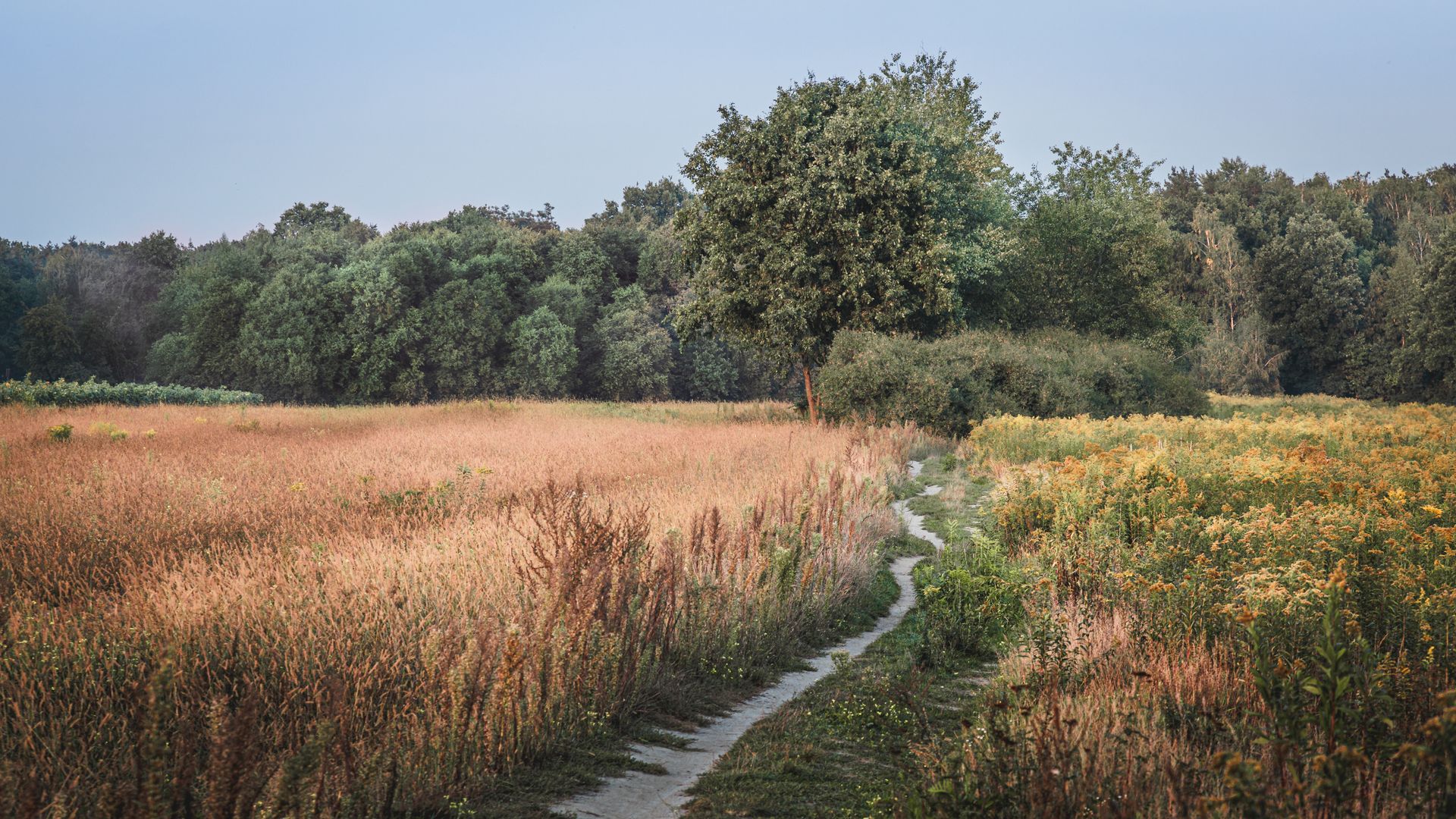 Quiet rural path through open countryside