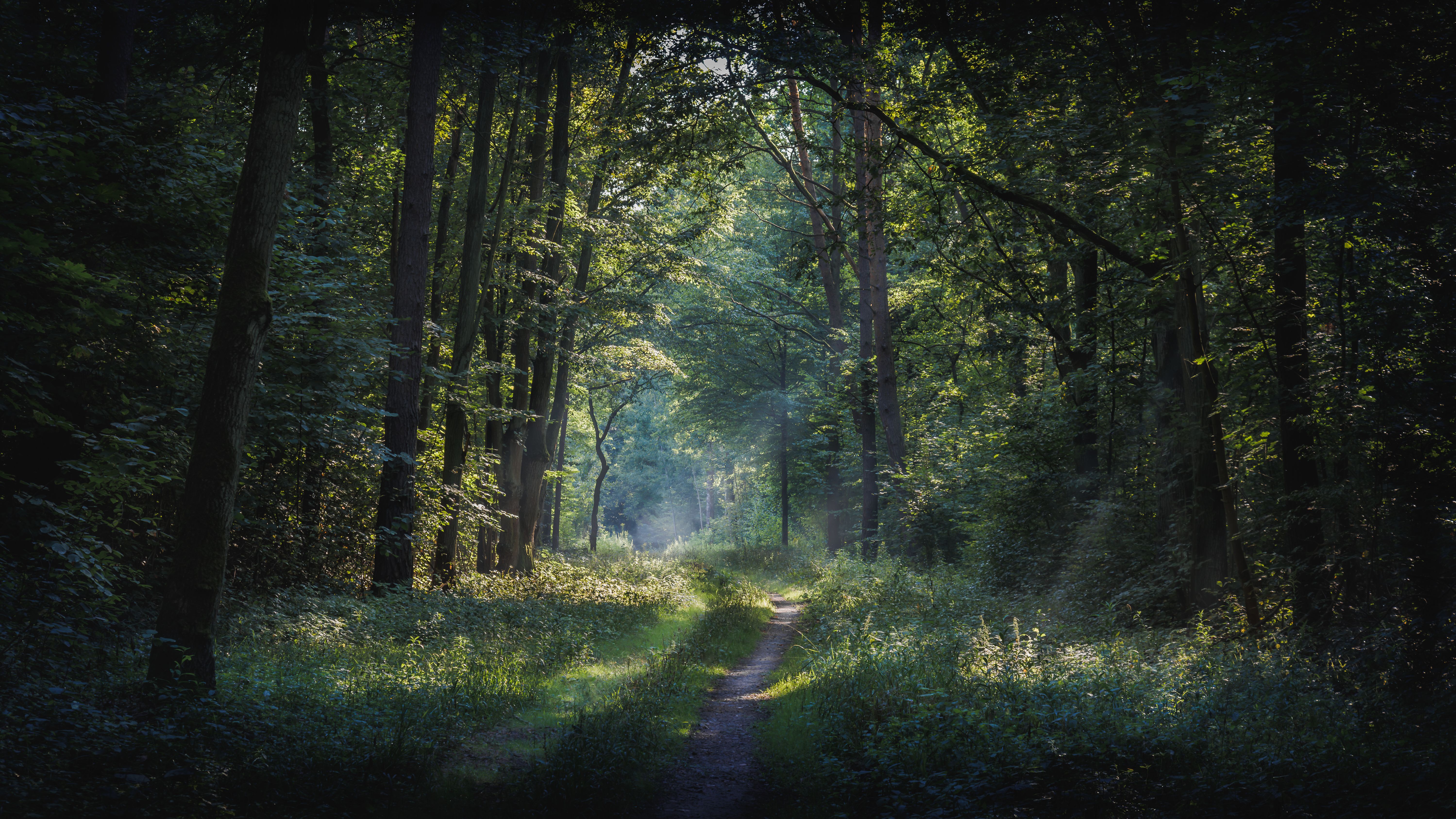 Serene Forest Pathway in Lush Green Woodland · Free Stock Photo