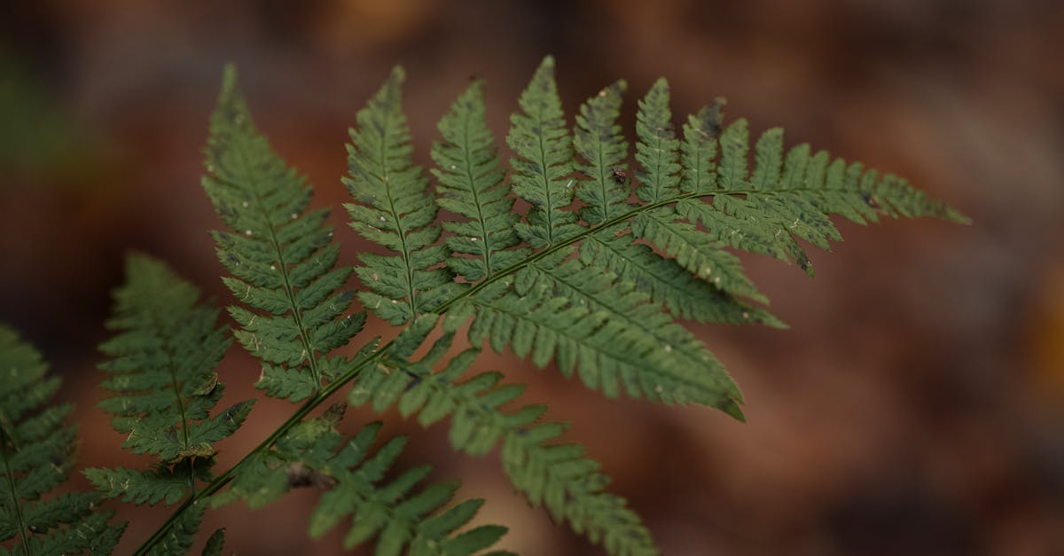 國際:習近平發動稀土戰後 中國APEC地位劇跌犯下重大錯誤