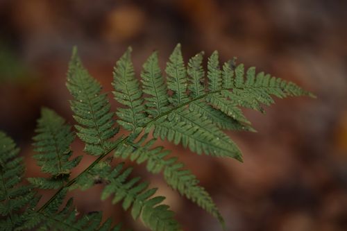 Free Detailed macro shot of a green fern leaf against a blurred earthy background. Stock Photo