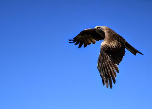 eagle photo