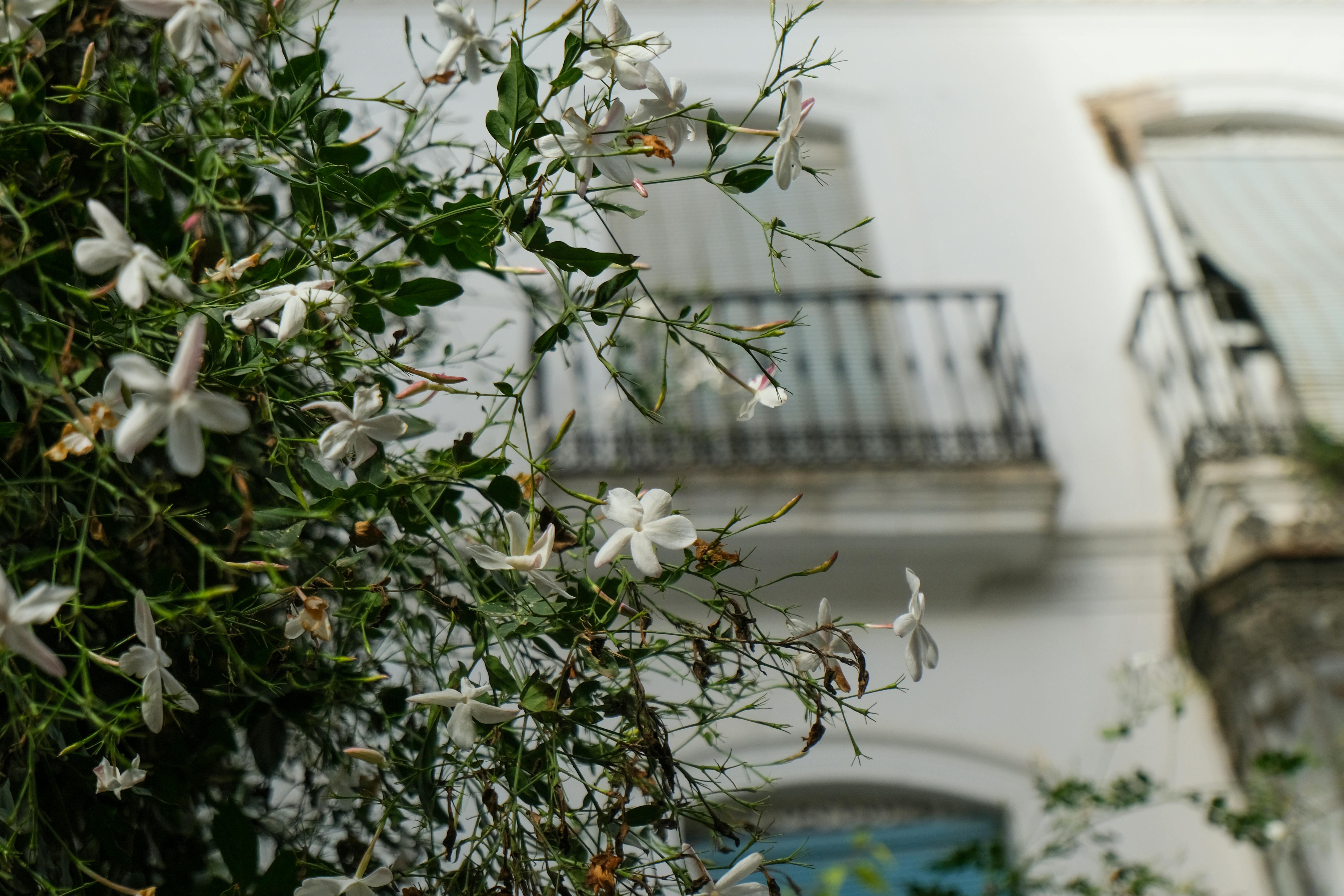 Star Jasmine on a balcony trellis providing a fragrant and dense privacy screen - outdoor plants for balcony privacy