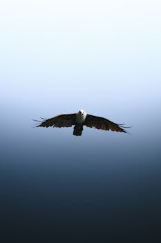 A powerful eagle soars gracefully against a gradient blue sky, symbolizing freedom and strength.