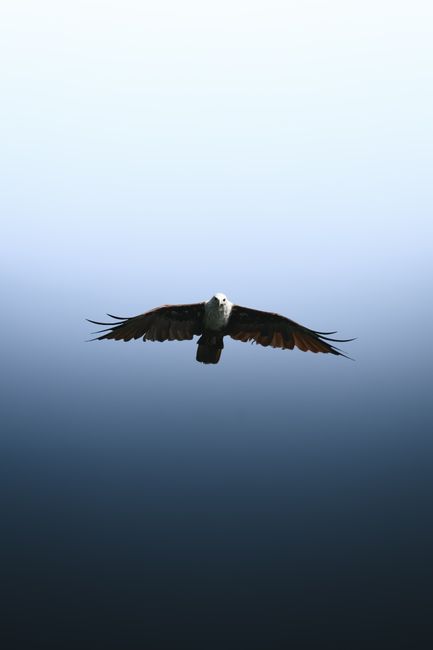 A powerful eagle soars gracefully against a gradient blue sky, symbolizing freedom and strength.