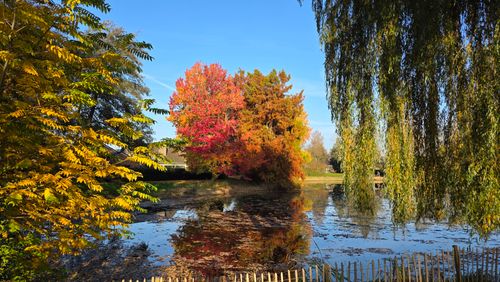 Free Colorful autumn trees mirrored in a calm pond, capturing nature's beauty. Stock Photo
