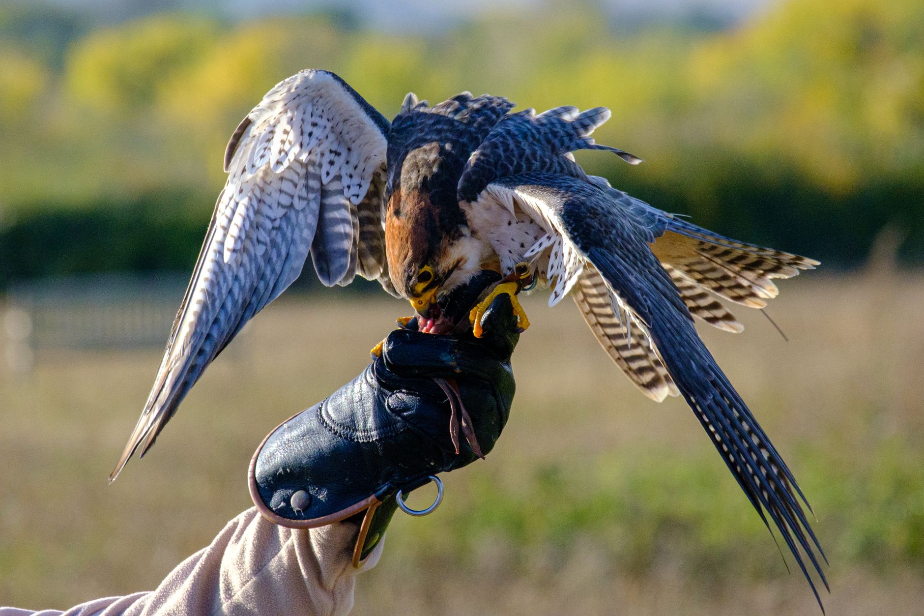 Peregrine Falcon