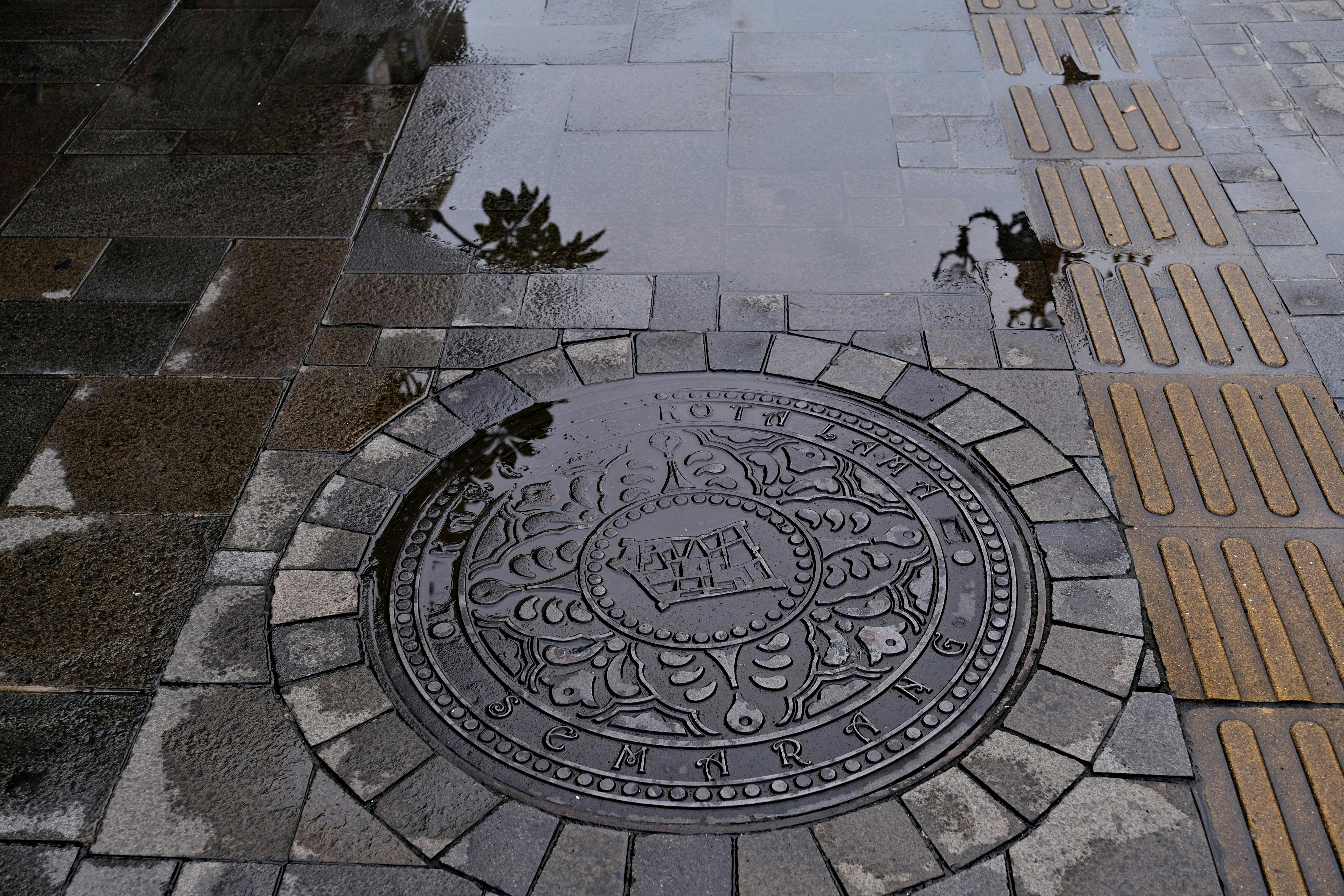 The Evolutionary Purpose of Wet Noses in Dogs: Nature’s Ingenious Design