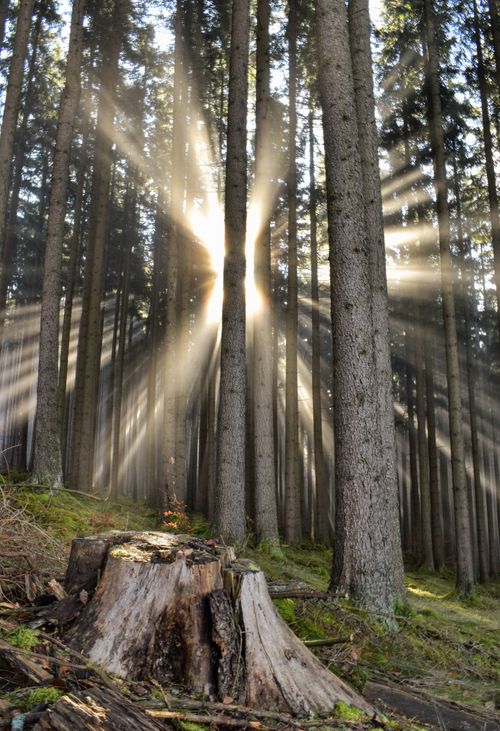 Free Captivating forest scene with sunbeams illuminating towering trees for a serene nature moment. Stock Photo