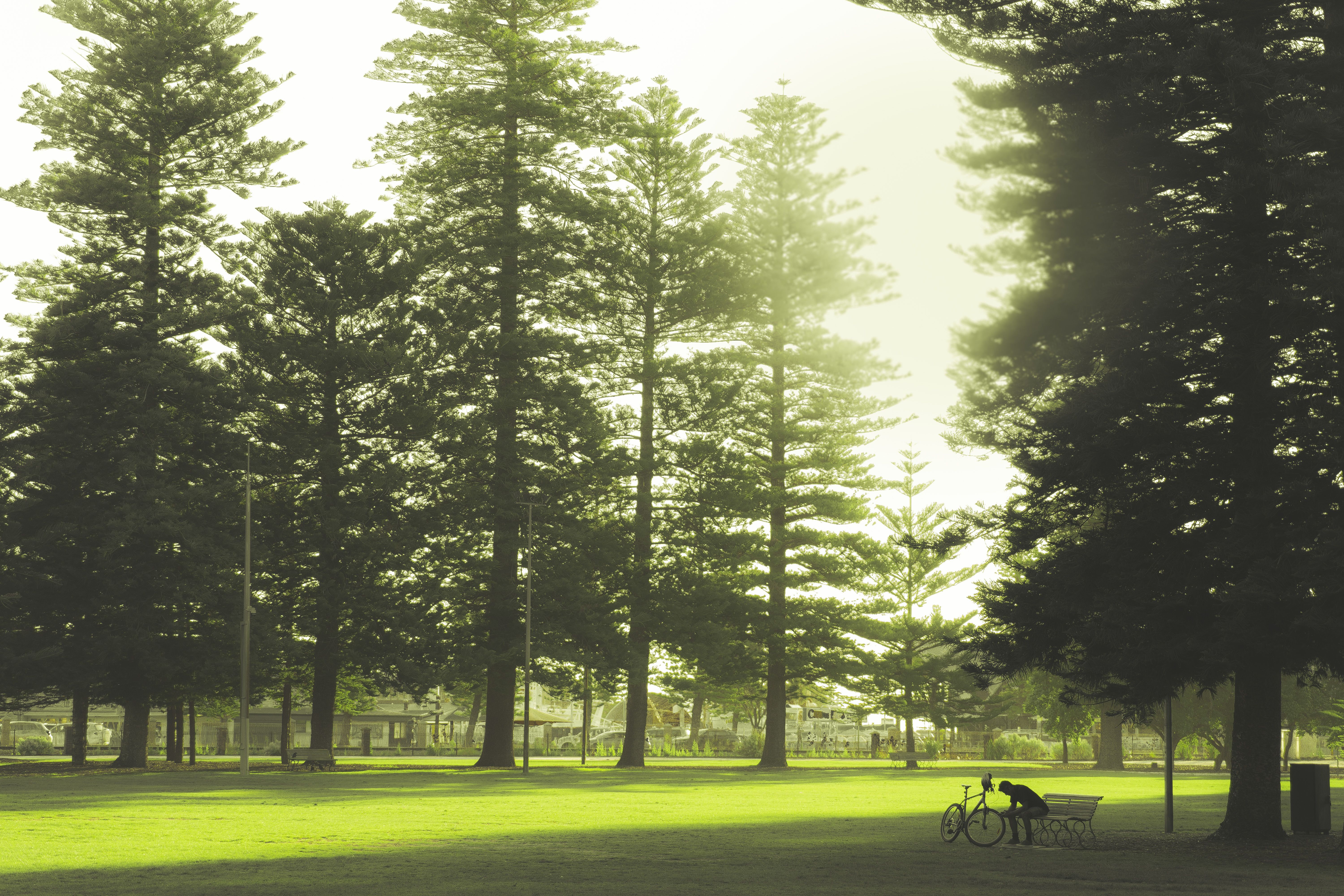 Norfolk Pine Coast