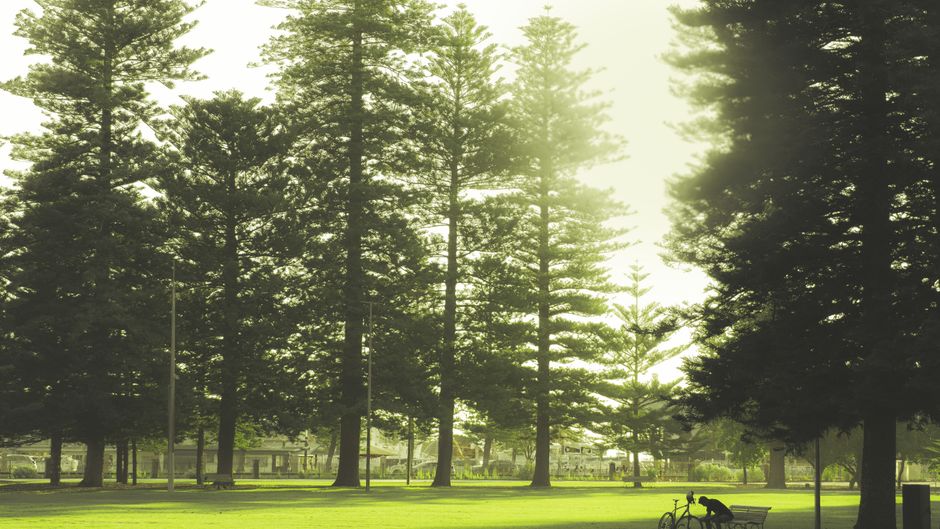 Tree Removalists Sydney