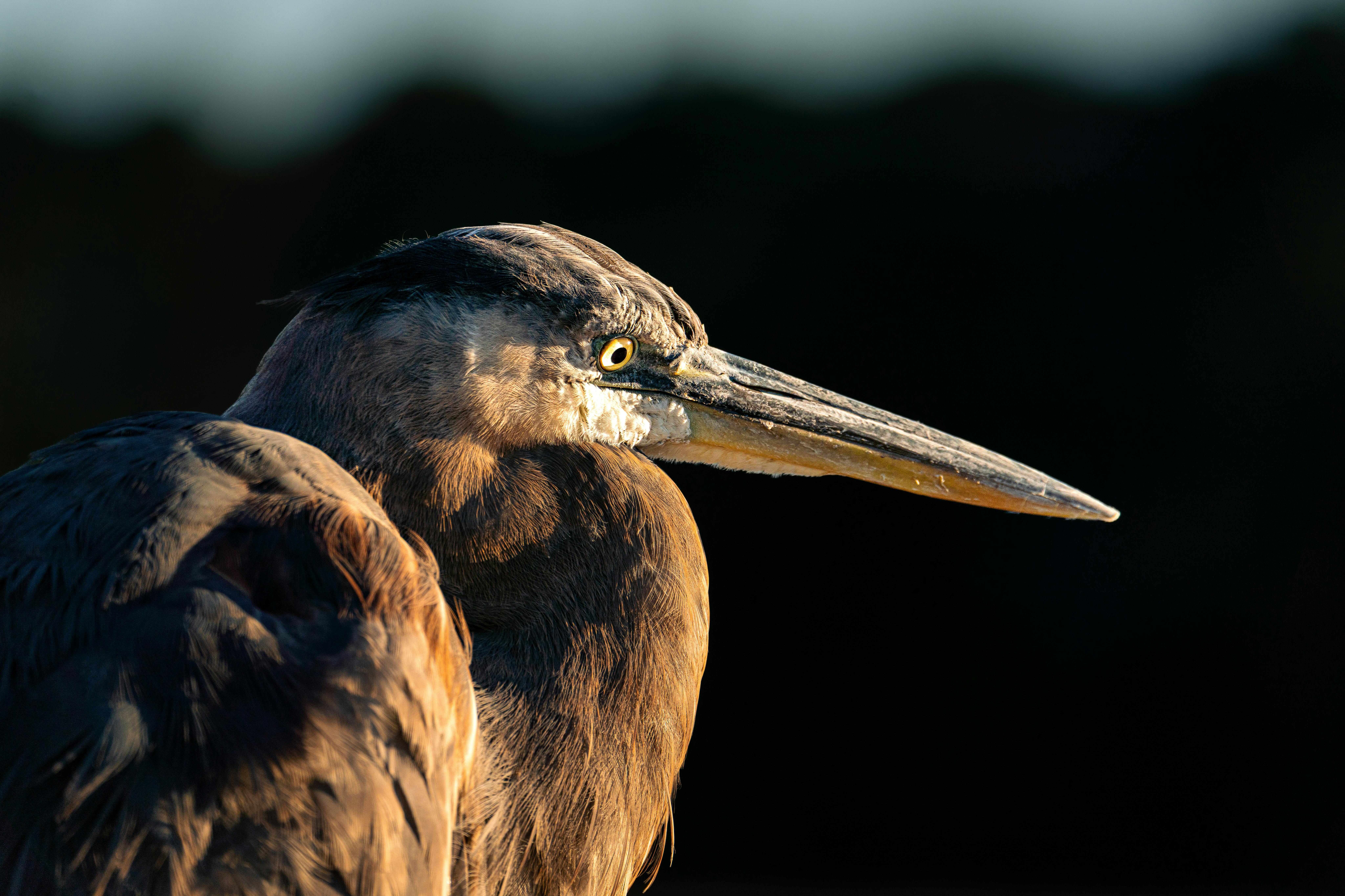 Captivating close-up of a great blue heron in natural light during golden hour, highlighting its detailed plumage.