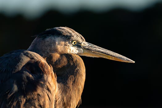 Captivating close-up of a great blue heron in natural light during golden hour, highlighting its detailed plumage.