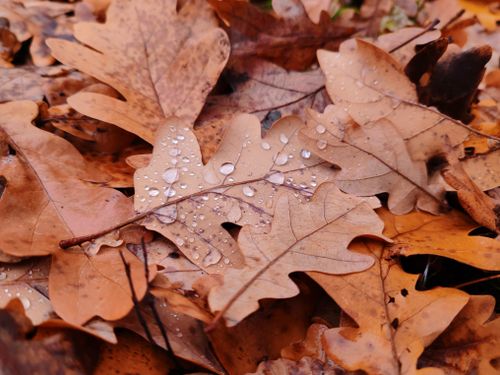 Free Detailed view of wet oak leaves with raindrops, showcasing the warm autumn colors and textures. Stock Photo