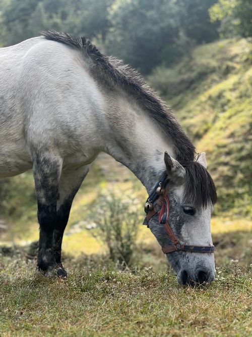 Free A gentle horse grazes peacefully in a lush, sunny pasture. Stock Photo