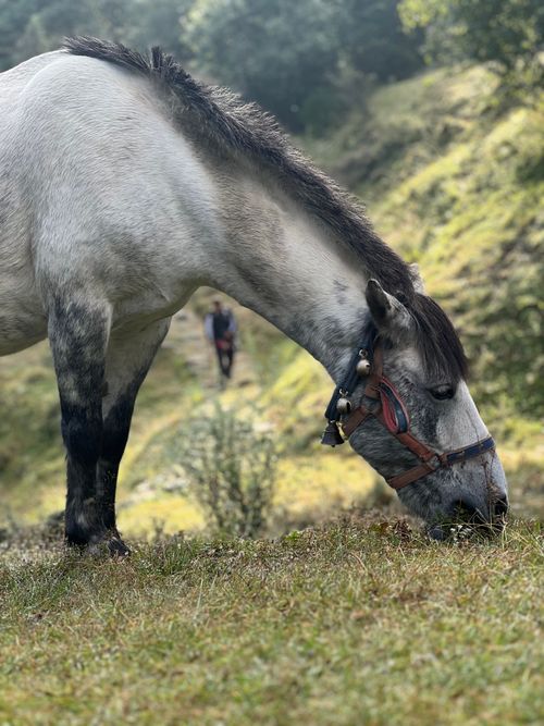 Free A serene scene of a horse grazing with lush greenery in the background. Stock Photo