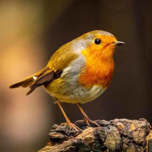 Free Vibrant European Robin perched on branch showcasing its vivid orange and brown plumage. Stock Photo