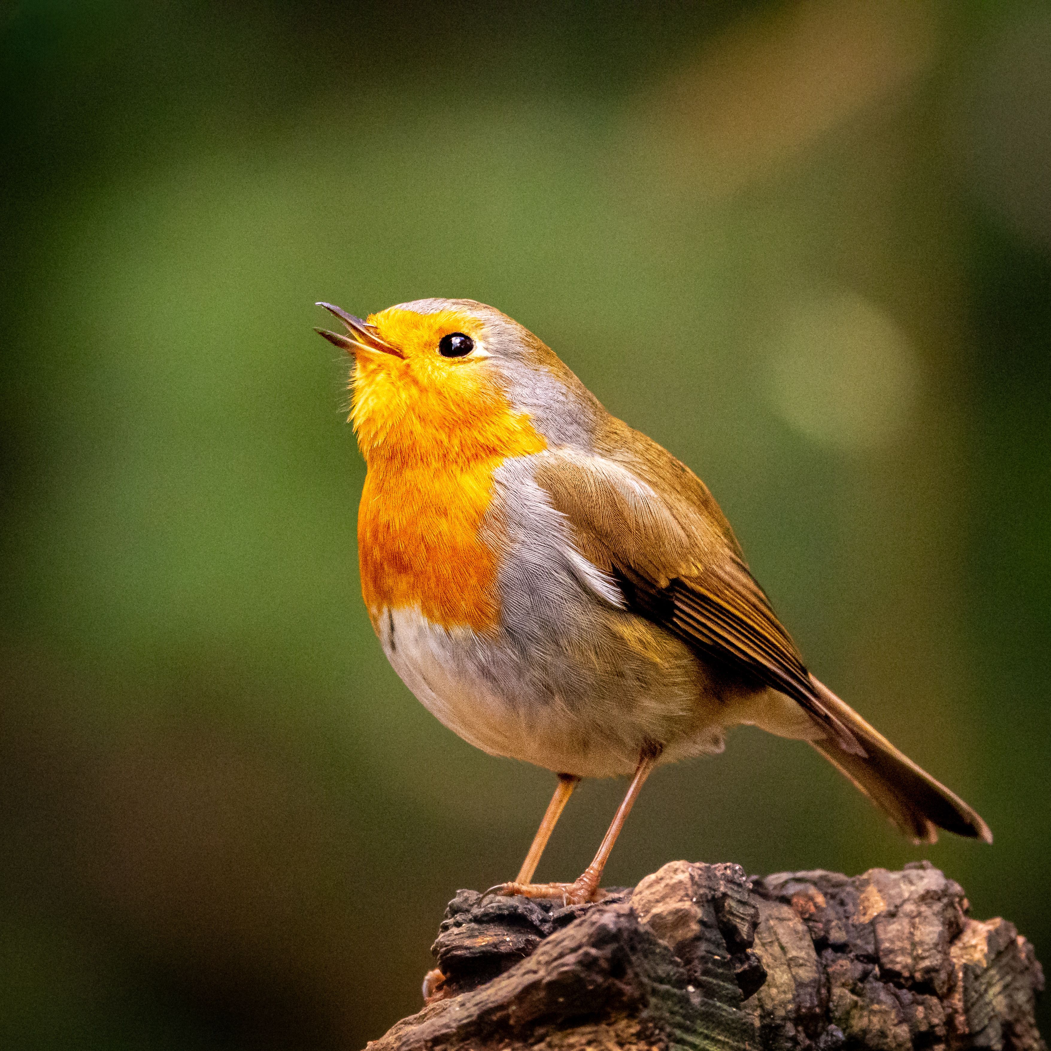 Vibrant European Robin Singing on Tree Stump · Free Stock Photo