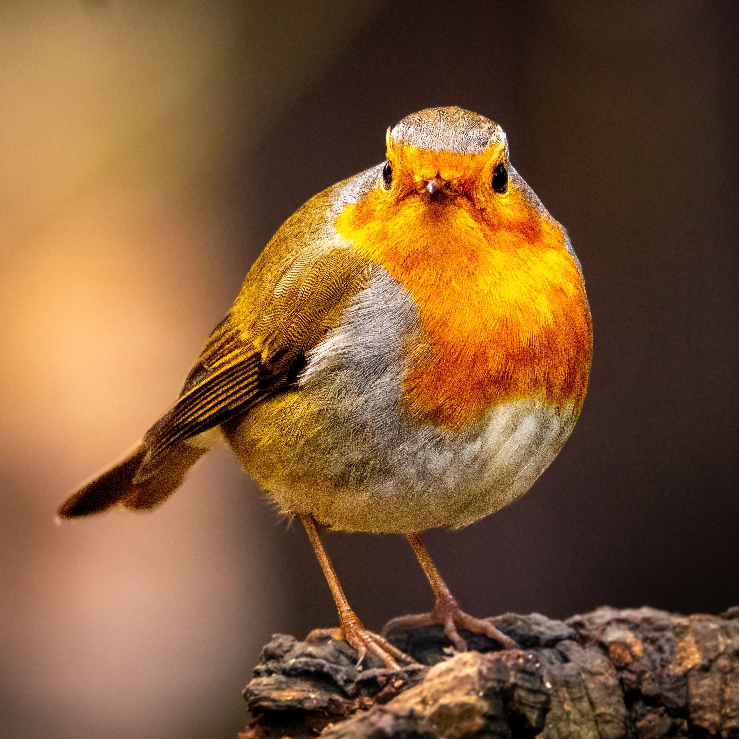 Close-up of a European Robin on a Tree Stump · Free Stock Photo