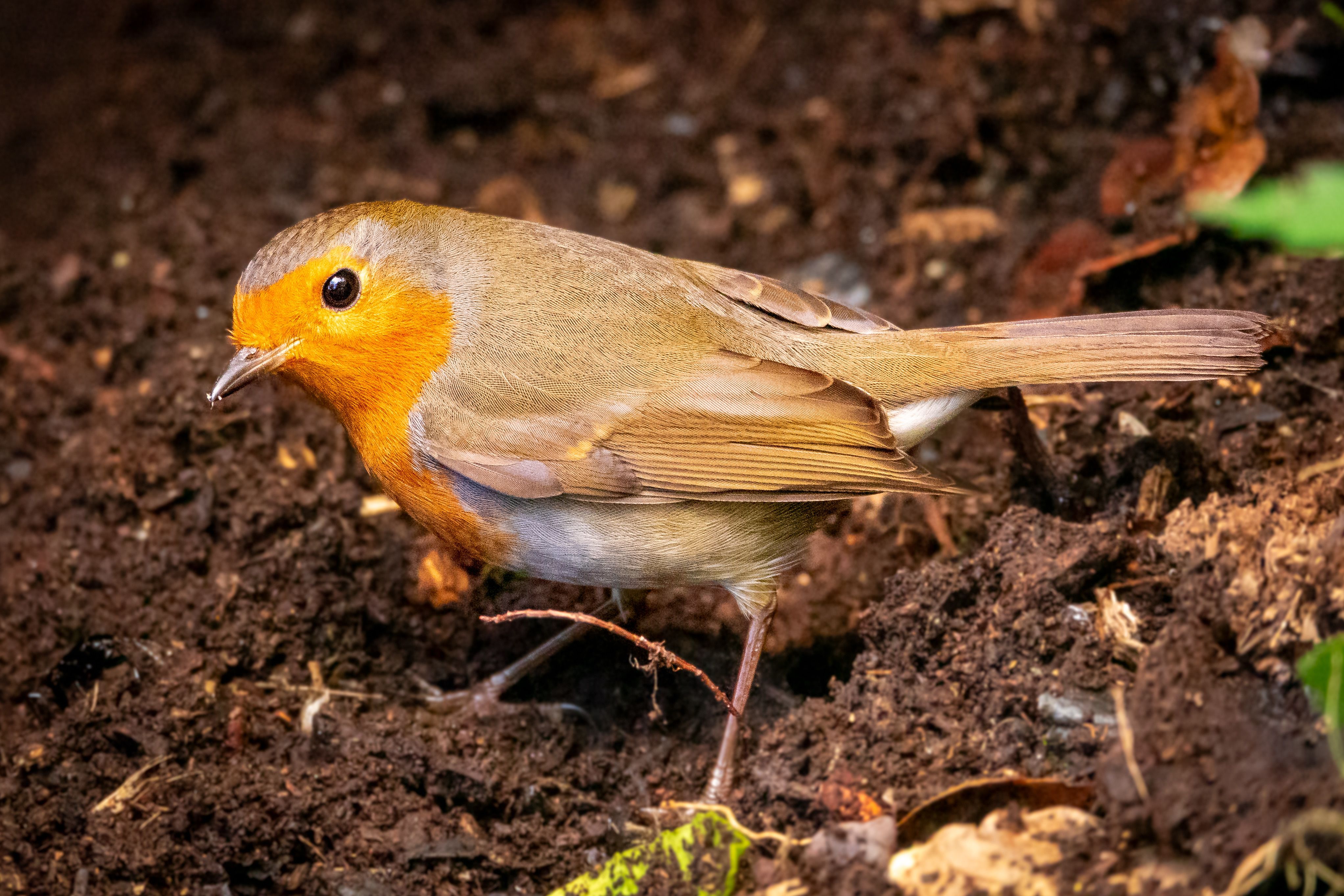 Close-up of a European Robin in Natural Habitat · Free Stock Photo