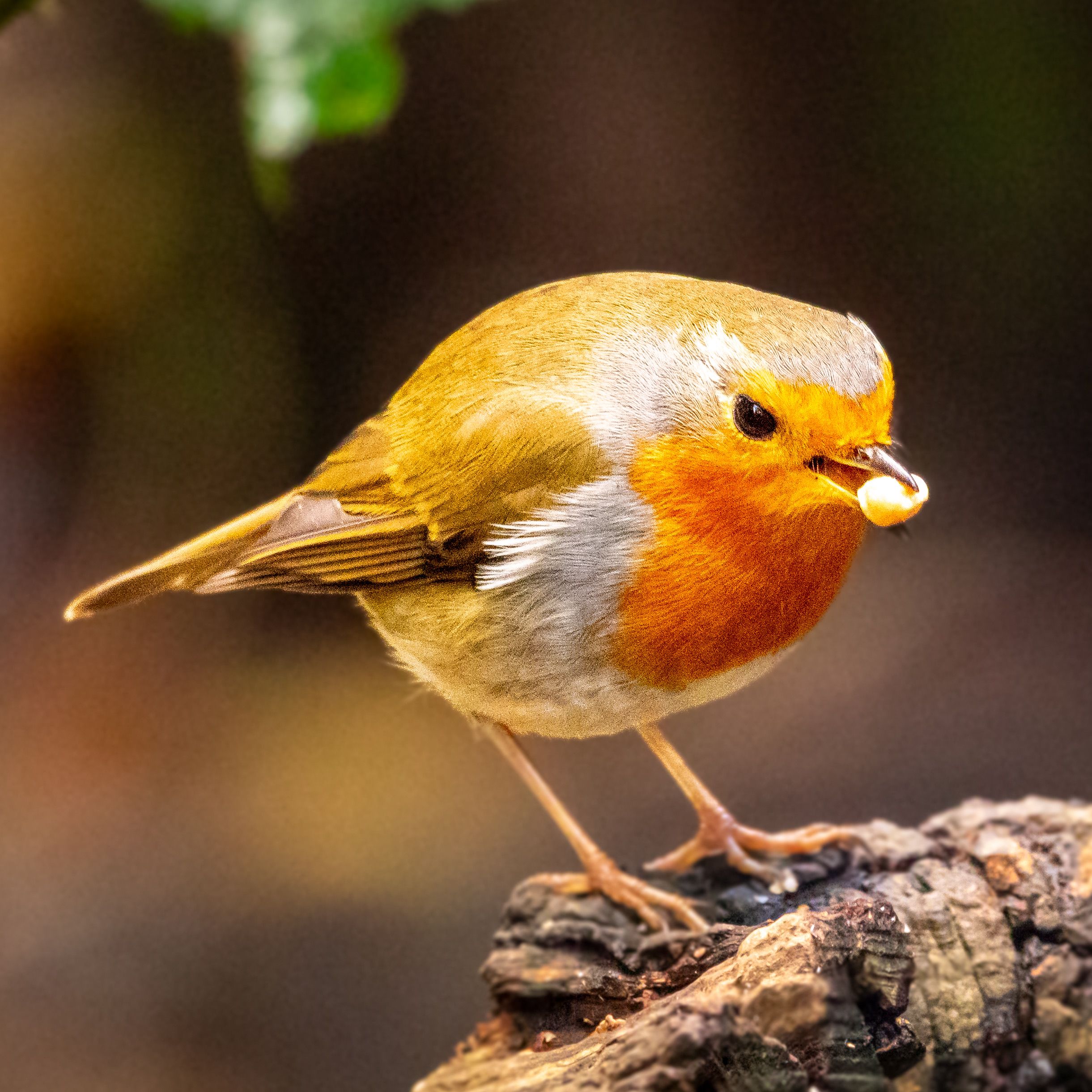 Close-up of a European Robin with Seed · Free Stock Photo