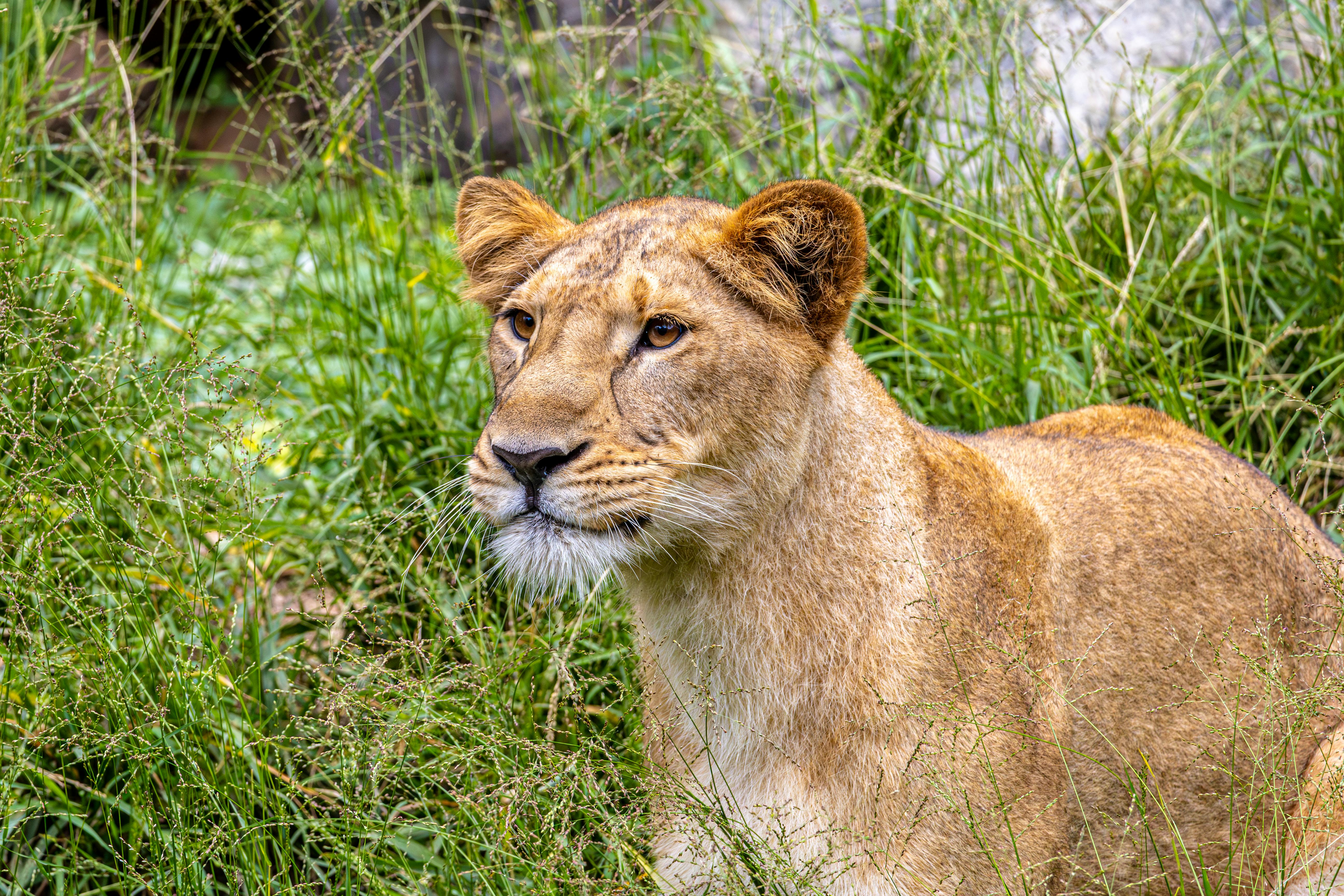 Mitos Adaptogen untuk Tidur Malam Nyenyak, Fakta Reishi dan Lions Mane
