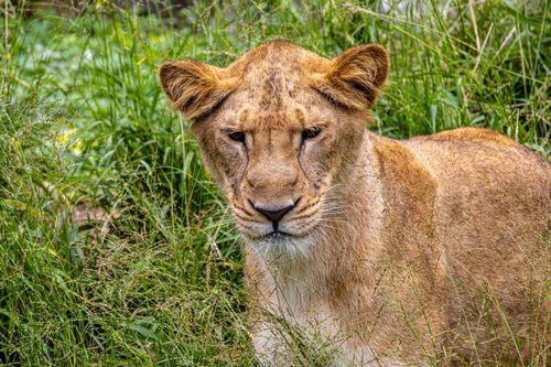 Free Majestic lioness resting amid green foliage, showcasing wild beauty. Stock Photo