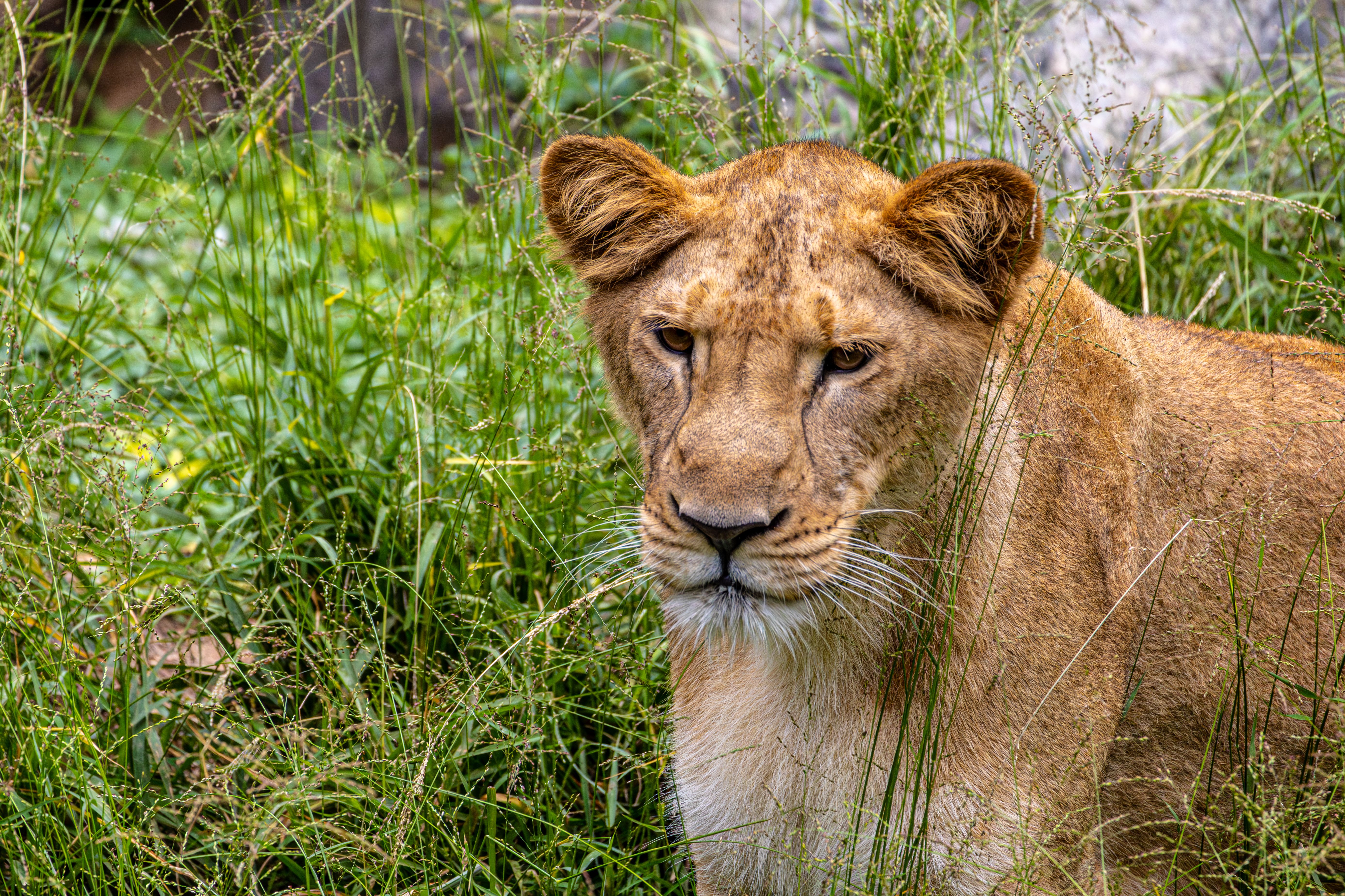 Close-up Portrait of a Lion in the Grass · Free Stock Photo