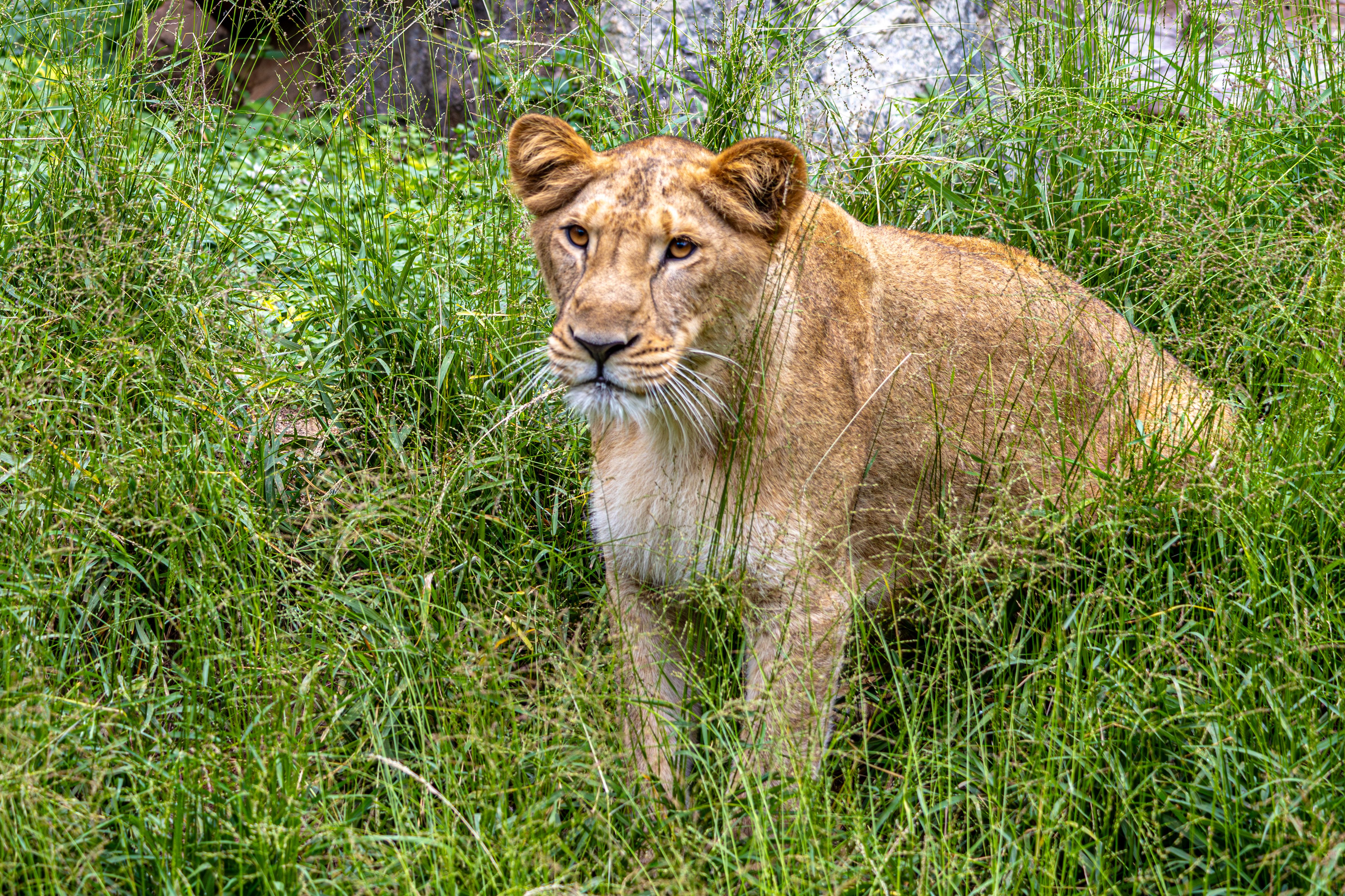 Lion in Natural Habitat Amidst Tall Grass · Free Stock Photo