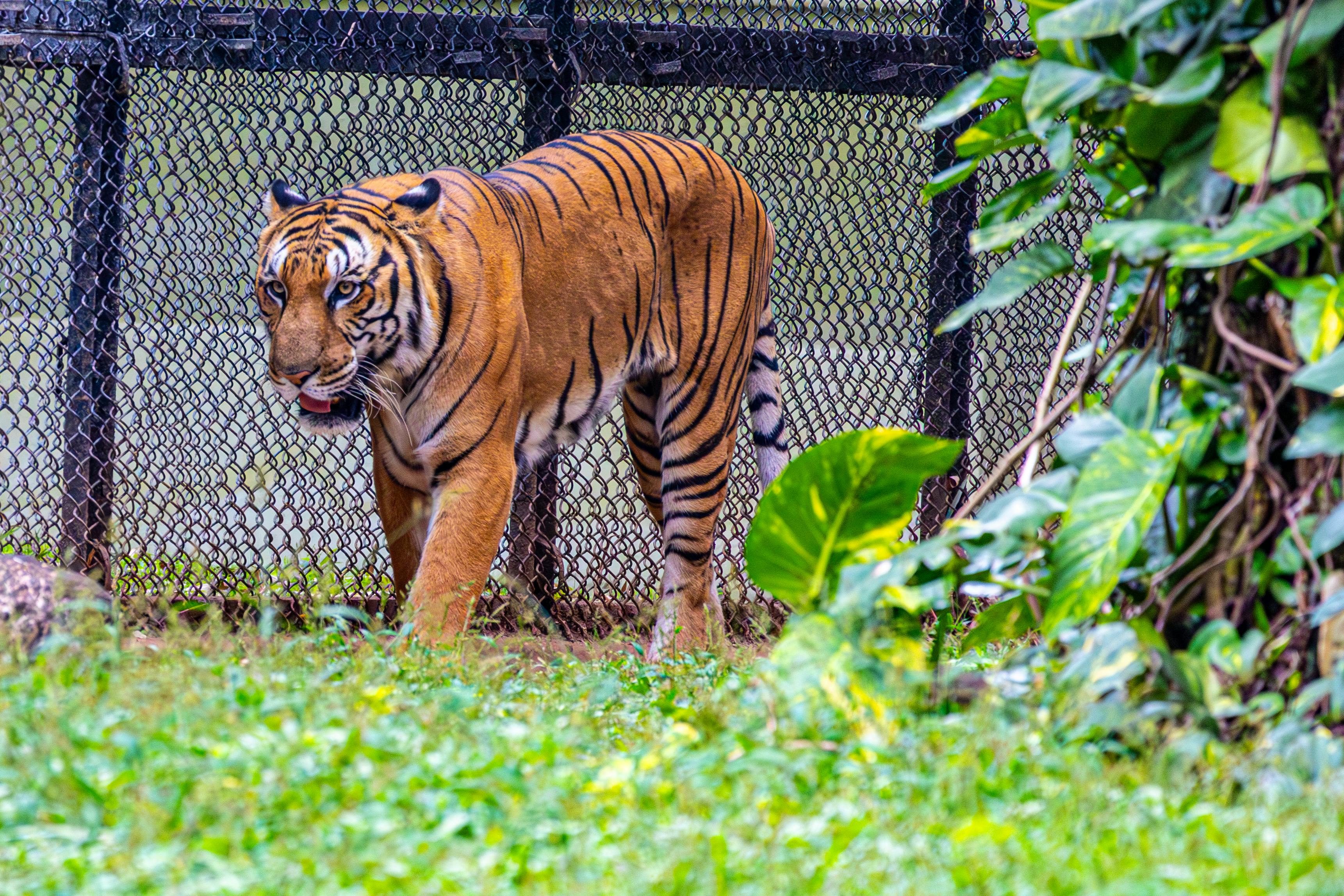 Tigers cautiously encouraged by Skubal's recovery outlook — Photo by Regan Dsouza on Pexels