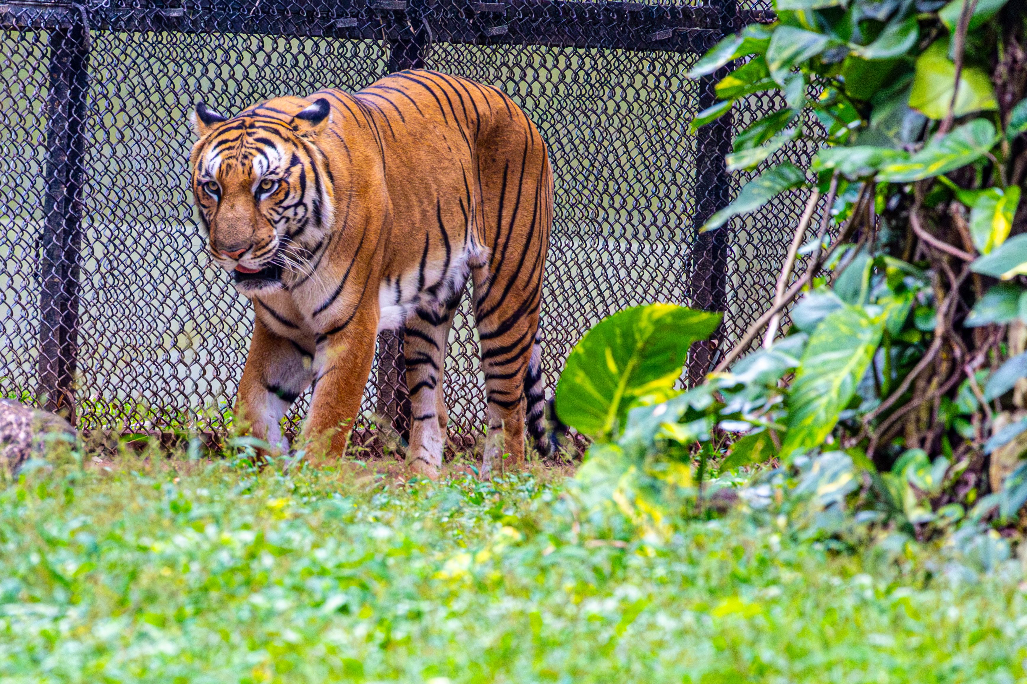 Bengal tiger standing in greenery, framed by foliage and fence in the background.