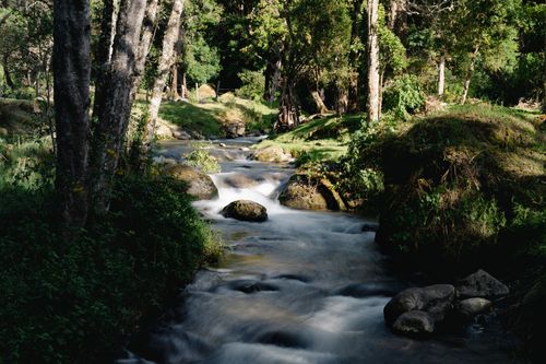 Free Tranquil river flowing through a dense, green forest in San José, Costa Rica. Stock Photo