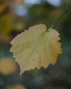 Detailed shot of a yellow autumn leaf on a branch, signifying seasonal change.
