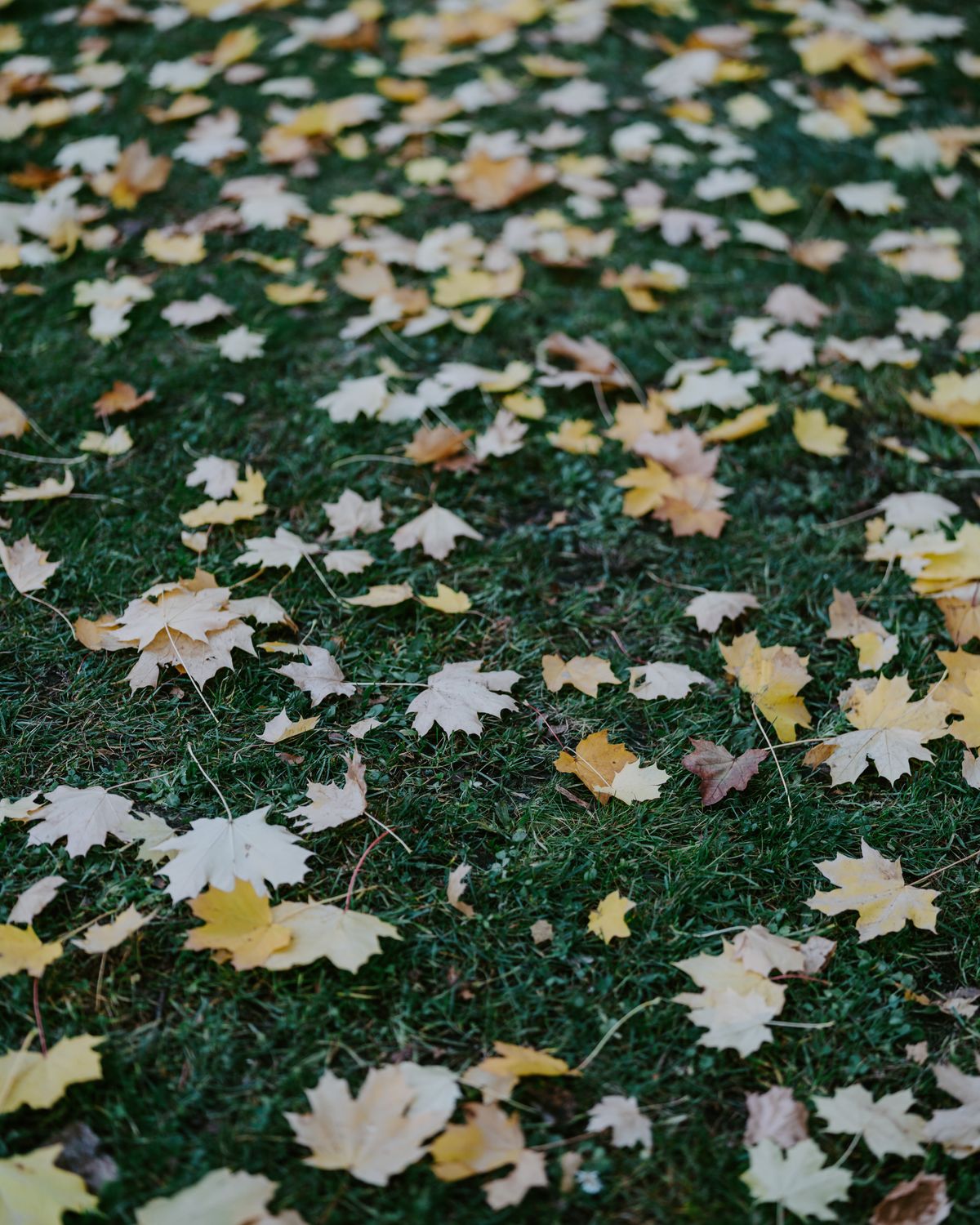 Autumn leaves scattered across a green lawn as the season begins to change