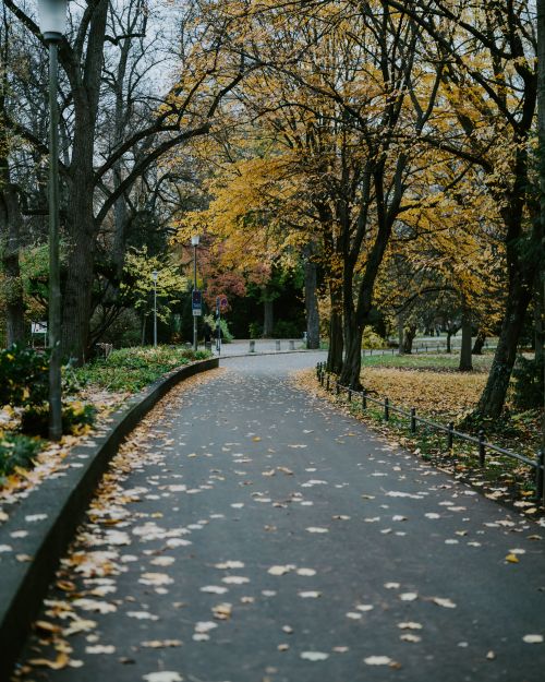 Free A tranquil autumn scene featuring a tree-lined pathway in a park with fallen leaves and a moody atmosphere. Stock Photo