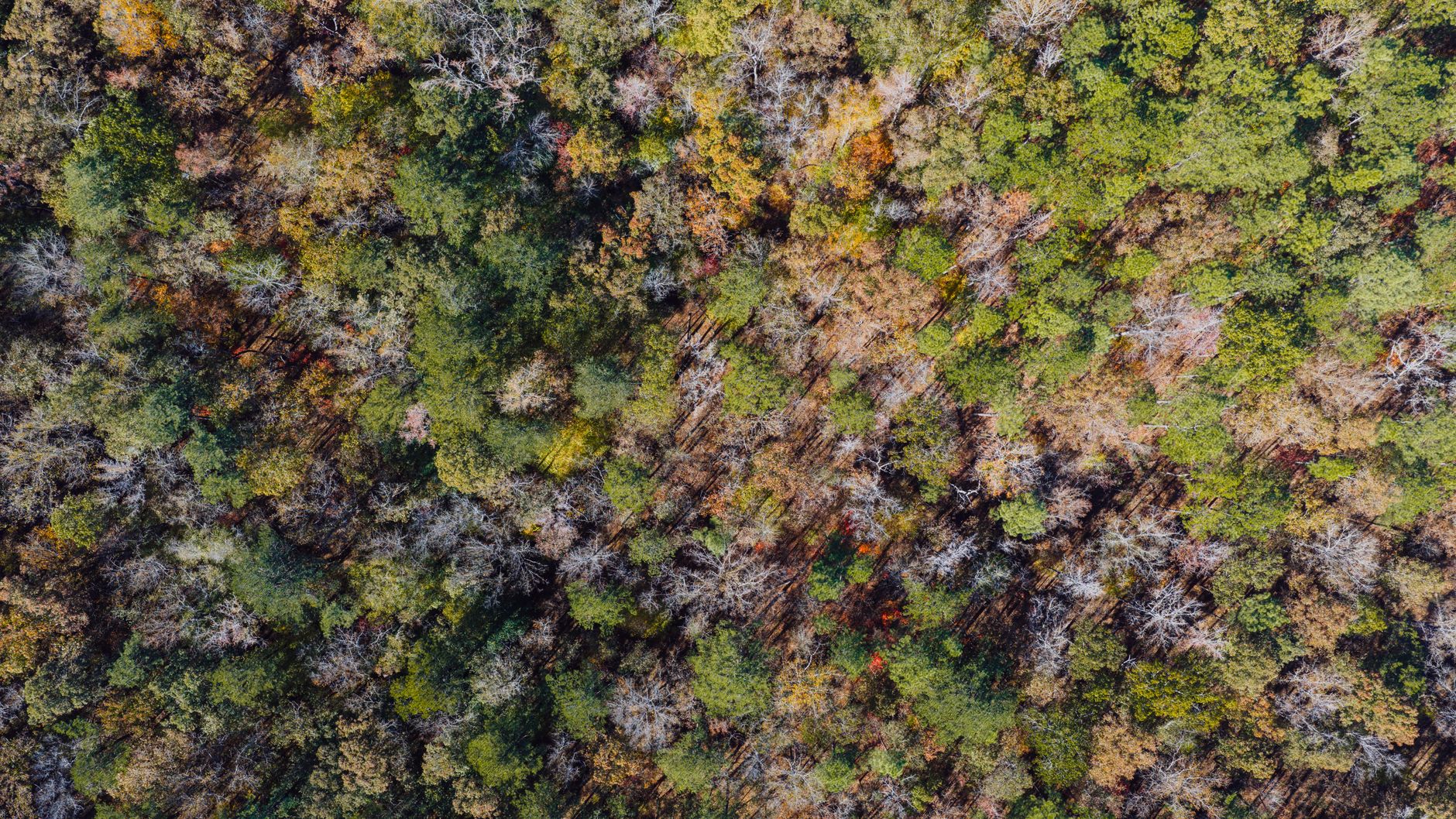 China's 66 billion trees planted since 1978 are growing faster than natural forests, study finds