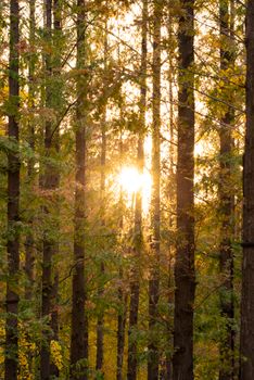 Captivating image of sunlight streaming through a dense forest in autumn.