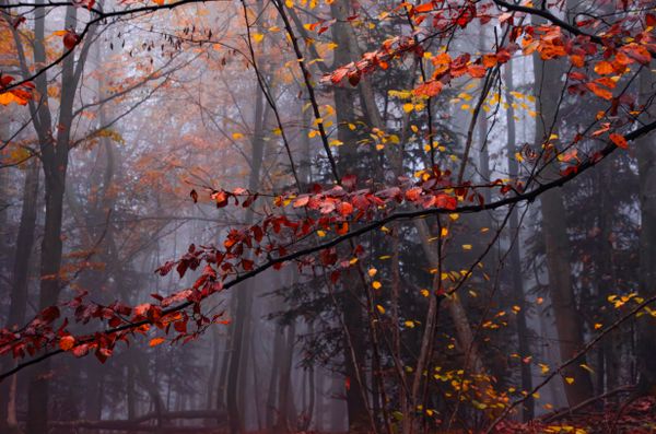 Misty Autumn Foliage jigsaw puzzle